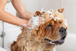 hygiene peau pelage chien