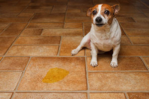 chien incontinent