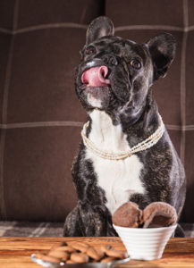 chien mange chocolat