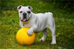 chien autres dermatoses