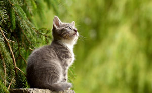 chat vermifuge