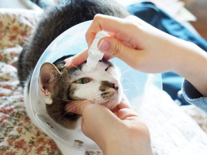 chat yeux soin