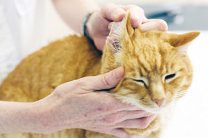 otite chat
