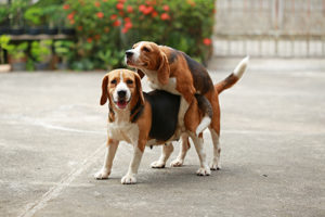chien reproduction
