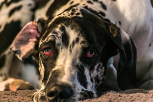 chien yeux rouges