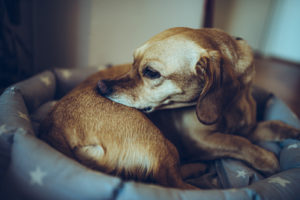parasites externes chien