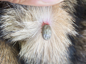 parasites externes chien