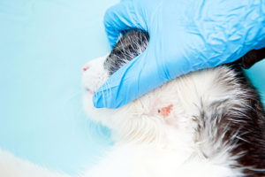 chat dermatose allergique