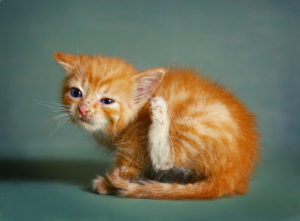 chat dermatose parasitaire