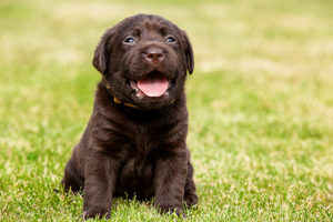 Chien parasites internes