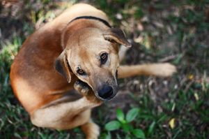 chien traitement puces