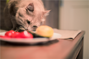 chat aliments toxiques