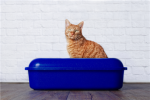 chat la cystite