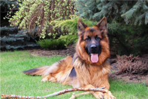 chiens maladies races
