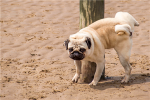 cystite chien