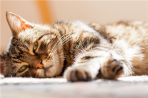 douleur chez le chat