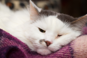 autres dermatoses chat