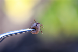tiques maladie de lyme
