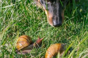 parasites internes chiens