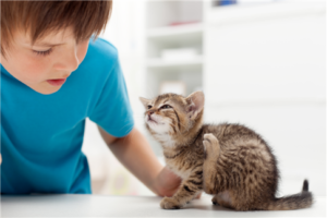 puces chat