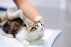 chat vaccination