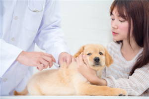chien vaccination