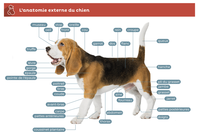 anatomie externe du chien