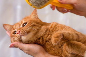 chat brossage hygiene poils