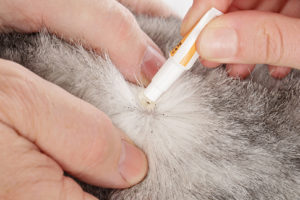 traitement anti-puces sur chat