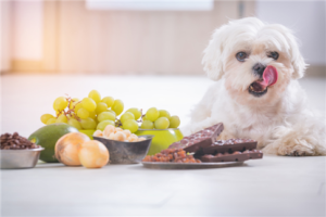 chien aliments toxiques