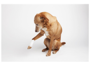 comprendre la douleur chien