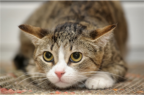 Le stress chez le chat - Clément Thékan