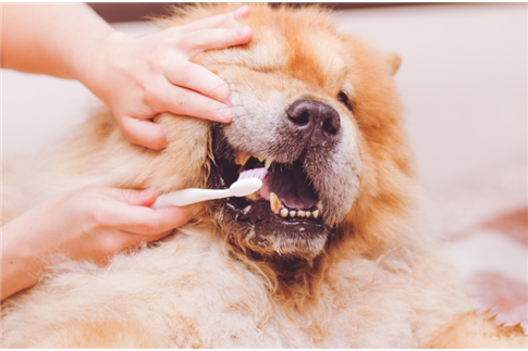 Hygiène bucco-dentaire du chien & Co